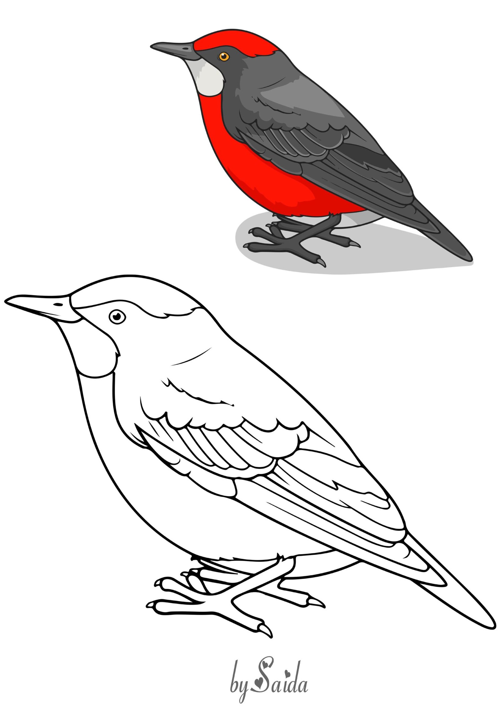 كتاب تلوين الطيور تحميل مباشر مجاني