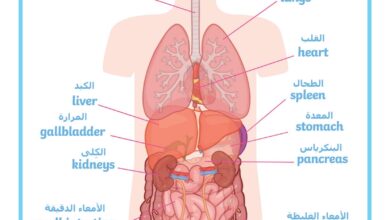 تحميل كتاب أعضاء جسم الإنسان بالعربية والإنجليزية للأطفال PDF