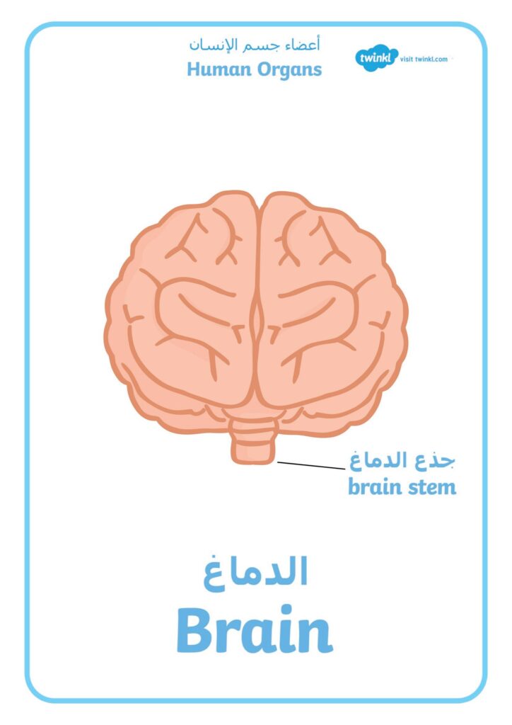 تحميل كتاب أعضاء جسم الإنسان بالعربية والإنجليزية للأطفال PDF