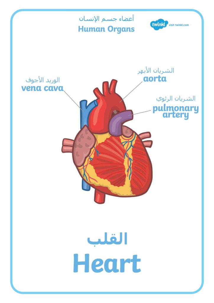 تحميل كتاب أعضاء جسم الإنسان بالعربية والإنجليزية للأطفال PDF